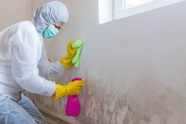 Mold Remediation for Rental Properties in Mcmurray, PA